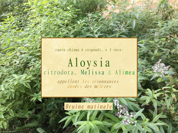 Texte Aloysia